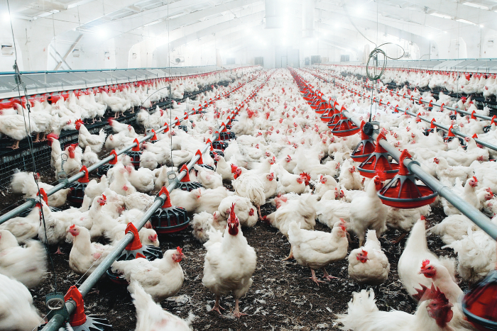 inside-long-chicken-house